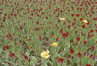 Тюльпаны красные и желтые, цветник
