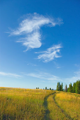 Дорога в поле, небо с легкими перистыми облаками. Пейзаж, лето. Фотография для постеров, календарей, для оформления интерьеров