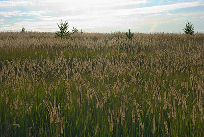 Луговые травы и небо с легкими перистыми облаками. Пейзаж, лето. Фотография для постеров, календарей, для оформления интерьеров