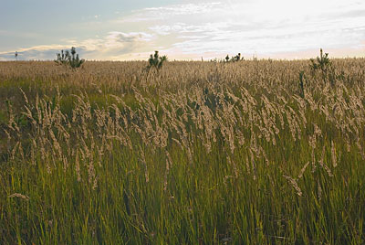 Луговые травы и небо с легкими перистыми облаками. Пейзаж, лето. Фотография для постеров, календарей, для оформления интерьеров