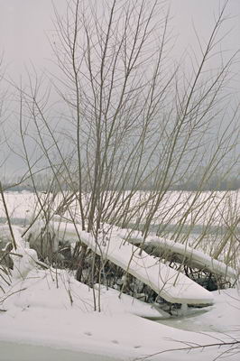 Зимний пейзаж, кусты на берегу реки, вечер. Фотография для постеров, календарей, иллюстраций, для оформления интерьеров и выставочных стендов