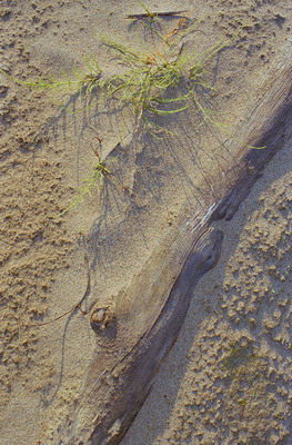Берег реки, песок и ствол затонувшего дерева, освещенные солнцем. Фотография для постеров, календарей, иллюстраций, для оформления интерьеров и выставочных стендов