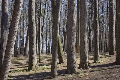 Старые липы в парке, весна, утро. Фотография для постеров, календарей, иллюстраций, для оформления интерьеров Старые липы в парке, весна, утро. Фотография для постеров, календарей, иллюстраций, для оформления интерьеров