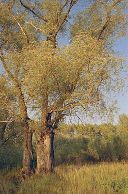 Пейзаж, старая ива, лето, август. Фотография для постеров, календарей, иллюстраций, для оформления интерьеров и выставочных стендов Фотография для постеров, календарей, иллюстраций, для оформления интерьеров и выставочных стендов. Пейзаж, старая ива, лето, август