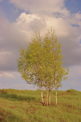 Пейзаж, молодые березы на фоне луга, небо с облаками, весна. Фотография для постеров, календарей, иллюстраций, для оформления интерьеров и выставочных стендов Фотография для постеров, календарей, иллюстраций, для оформления интерьеров и выставочных стендов. Пейзаж, молодые березы на фоне луга, небо с облаками, весна