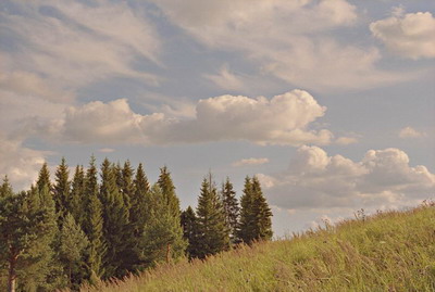 Пейзаж, луг и ели на фоне неба с облаками, лето. Фотография для постеров, календарей, иллюстраций, для оформления интерьеров и выставочных стендов Фотография для постеров, календарей, иллюстраций, для оформления интерьеров и выставочных стендов. Пейзаж, луг и ели на фоне неба с облаками, лето