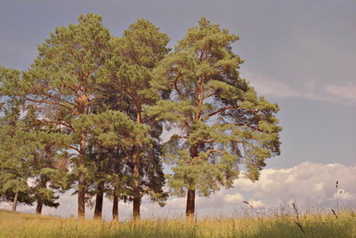 Пейзаж, сосны на фоне неба с облаками, лето. Фотография для постеров, календарей, иллюстраций, для оформления интерьеров и выставочных стендов Фотография для постеров, календарей, иллюстраций, для оформления интерьеров и выставочных стендов. Пейзаж, сосны на фоне неба с облаками, лето