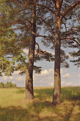 Пейзаж, сосны на фоне неба с облаками, лето. Фотография для постеров, календарей, иллюстраций, для оформления интерьеров и выставочных стендов Фотография для постеров, календарей, иллюстраций, для оформления интерьеров и выставочных стендов. Пейзаж, сосны на фоне неба с облаками, лето