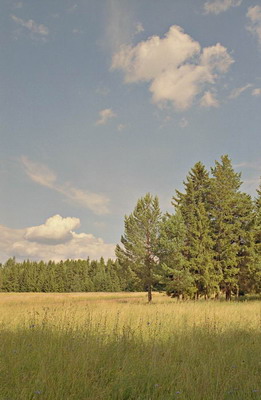 Пейзаж, луг, небо с облаками, еловый лес, лето. Фотография для постеров, календарей, иллюстраций, для оформления интерьеров и выставочных стендов Фотография для постеров, календарей, иллюстраций, для оформления интерьеров и выставочных стендов. Пейзаж, луг, небо с облаками, еловый лес, лето