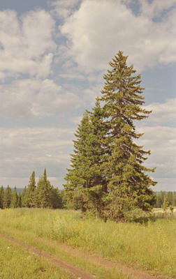 Пейзаж, луг, полевая дорога, ели, небо с облаками, лето. Фотография для постеров, календарей, иллюстраций, для оформления интерьеров и выставочных стендов Фотография для постеров, календарей, иллюстраций, для оформления интерьеров и выставочных стендов. Пейзаж, луг, полевая дорога, ели, небо с облаками, лето