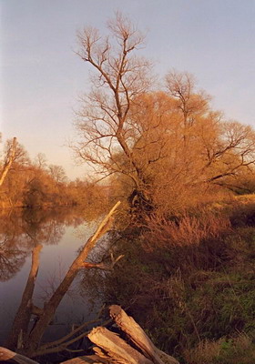 Река, берег, пейзаж, ивы без листвы, вечер, осень. Фотография для постеров, календарей, иллюстраций, для оформления интерьеров и выставочных стендов Фотография для постеров, календарей, иллюстраций, для оформления интерьеров и выставочных стендов. Река, берег, пейзаж, ивы без листвы, вечер, осень